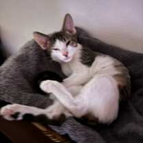 Thumbnail photo of Tabs #4