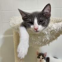 Thumbnail photo of Nina II #3