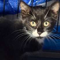 Thumbnail photo of Porch cat #2