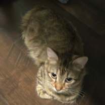 Thumbnail photo of Sumi #2