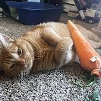 Thumbnail photo of Mango #3