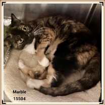 Thumbnail photo of MARBLE #2