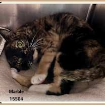 Thumbnail photo of MARBLE #4