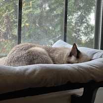 Thumbnail photo of Gravy #3