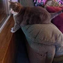 Thumbnail photo of Buddy #2