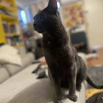 Thumbnail photo of Grey #2