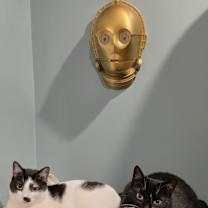 Thumbnail photo of Oliver and Bellatrix #3