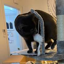 Thumbnail photo of Grey #3