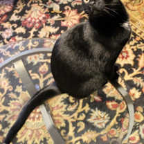 Thumbnail photo of Tippy #3