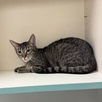 Thumbnail photo of Ingrid #4