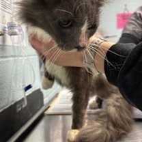 Thumbnail photo of Tucker #4