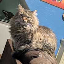 Thumbnail photo of Missy #3