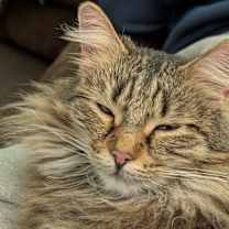 Thumbnail photo of Missy #4