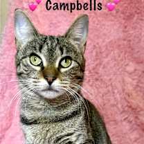 Thumbnail photo of Campbells #1