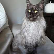 Thumbnail photo of Jinx #2