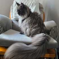 Thumbnail photo of Jinx #3