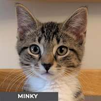 Thumbnail photo of Minky #3