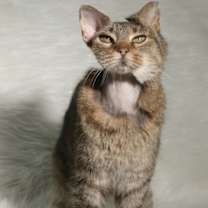 Thumbnail photo of Dumplin #1