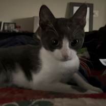 Thumbnail photo of Bonnie aka Bonnie Blue Butler #2