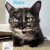 Thumbnail photo of River #3