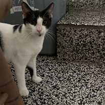 Thumbnail photo of Yin #2