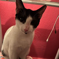 Thumbnail photo of Yin #3