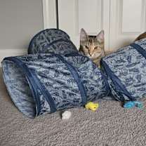 Thumbnail photo of Fawna #3