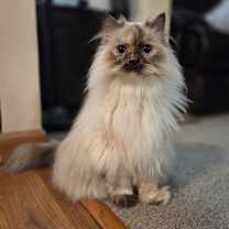 Thumbnail photo of Luna #1