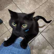 Thumbnail photo of Purus #2