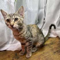 Thumbnail photo of Carolina #2