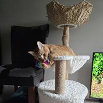 Thumbnail photo of Joey #2