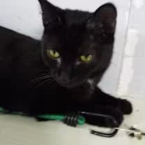 Thumbnail photo of Leslie #1