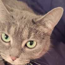 Thumbnail photo of Mega #2