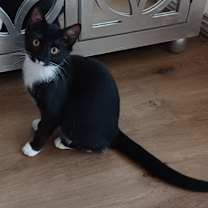 Thumbnail photo of Gucci #3