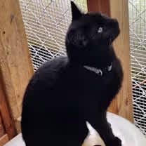 Thumbnail photo of Stuart Little #1