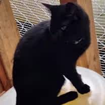 Thumbnail photo of Stuart Little #4