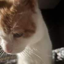 Thumbnail photo of Luca #3