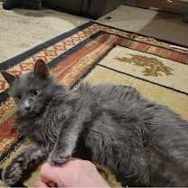 Thumbnail photo of Rascal #2