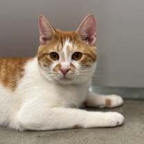 Thumbnail photo of Tinsel #1