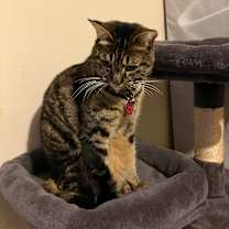 Thumbnail photo of Cali #2