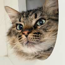 Thumbnail photo of Fenrir #3