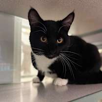 Thumbnail photo of Luca #1