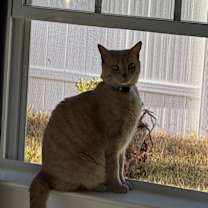 Thumbnail photo of Mika #1