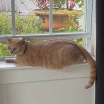 Thumbnail photo of Mika #2