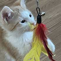 Thumbnail photo of Wesley #3