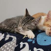 Thumbnail photo of Susan Lewis #2