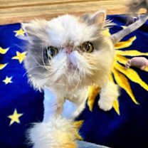 Thumbnail photo of Jewel #3