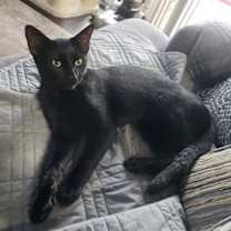 Thumbnail photo of Onyx #1