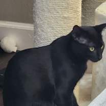 Thumbnail photo of Shadow #1