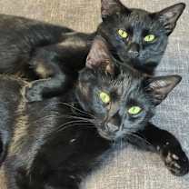 Thumbnail photo of Shadow #2